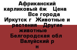 Африканский карликовый ёж › Цена ­ 6 000 - Все города, Иркутск г. Животные и растения » Другие животные   . Белгородская обл.,Валуйский р-н